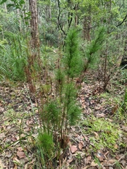 Baloskion tetraphyllum