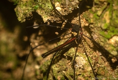 Neopantopsalis pentheter
