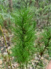 Baloskion tetraphyllum