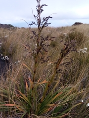 Costularia robusta image