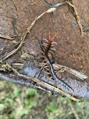 Scolopendra mutilans