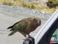 Nestor notabilis