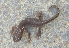 Triturus ivanbureschi
