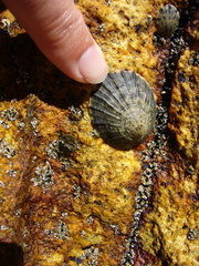 Cellana radians
