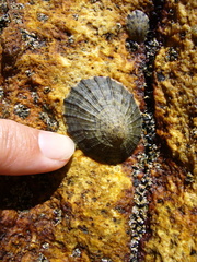 Cellana radians