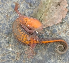 Triturus ivanbureschi