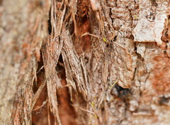 Leptosaces schistopa