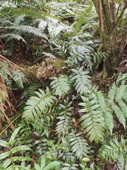 Blechnum procerum