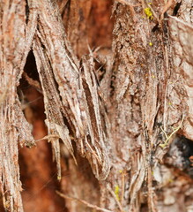 Leptosaces schistopa