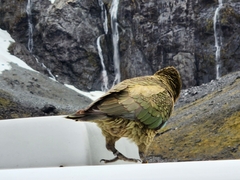 Nestor notabilis