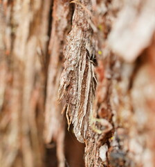 Leptosaces schistopa