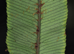 Blechnum procerum