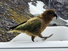 Nestor notabilis