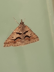 Dichromodes atrosignata