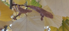 Tilia platyphyllos