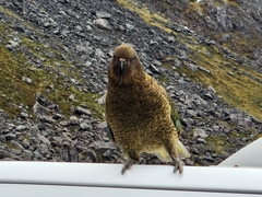 Nestor notabilis