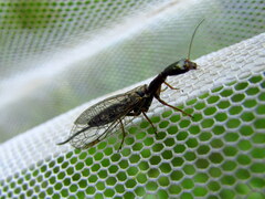 Xanthostigma xanthostigma