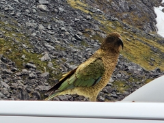 Nestor notabilis