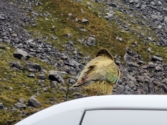 Nestor notabilis