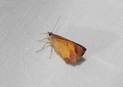 Chrysolarentia