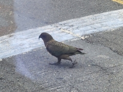 Nestor notabilis