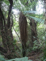 Cyathea smithii