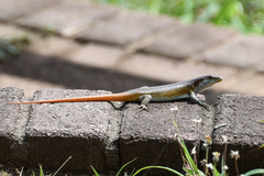 Trachylepis margaritifera