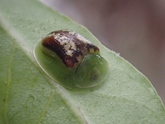 Cassida compuncta