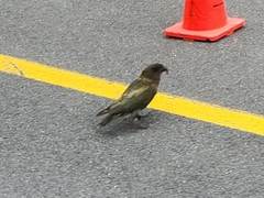 Nestor notabilis