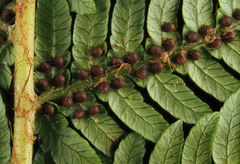 Cyathea smithii