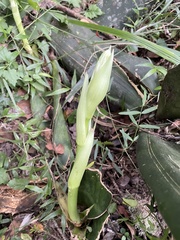 Sansevieria