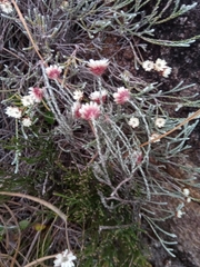 Helichrysum calocladum