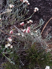 Helichrysum calocladum