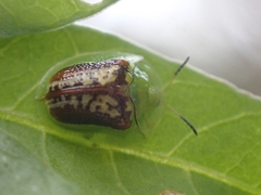Cassida compuncta