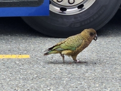 Nestor notabilis