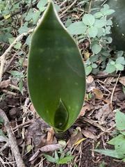 Sansevieria