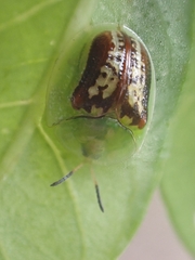 Cassida compuncta
