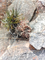 Haworthia nortieri