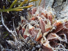 Haworthia nortieri