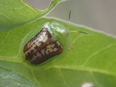 Cassida compuncta