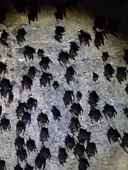 Hipposideros armiger