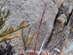 Haworthia nortieri