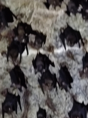 Hipposideros armiger