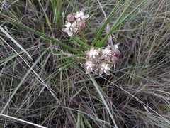 Asclepias cucullata cucullata