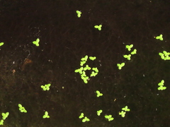 Lemna aequinoctialis