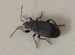 Pyrrhocoris marginatus