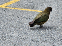 Nestor notabilis