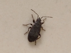 Pyrrhocoris marginatus