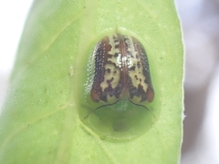 Cassida compuncta