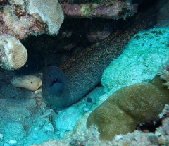Gymnothorax flavimarginatus